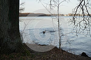 The dog rushed after the abandoned branch into the cold February water of the GroÃŸer MÃ¼ggelsee lake. Berlin, Germany