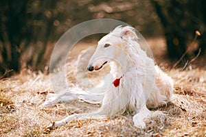 Dog Russian Borzoi Wolfhound Head , Outdoors