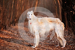 Dog Russian Borzoi Wolfhound Head, Outdoors Autumn Time