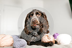 Dog Russian brown spaniel lying on the bed and playing with balls of colorful woolen threads