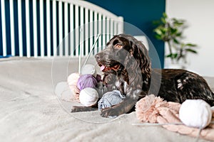 Dog Russian brown spaniel lying on the bed and playing with balls of colorful woolen threads