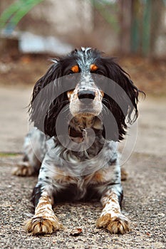 The dog russian spaniel