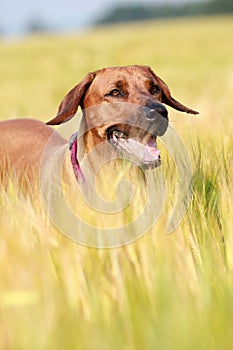 Dog in the rye field