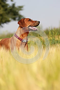 Dog in the rye field