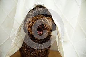 Dog`s anxiety about fireworks, thunderstorm or loud noises hide under a curtain photo