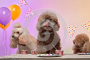 dog's birthday. Several poodles are eating cake. Holiday with a pet, carnival, fun