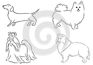 4 dog`s breeds