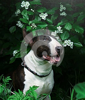 The dog`s bull terrier verdure