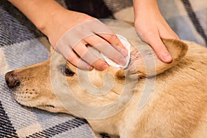Dog`s ears cleaning photo