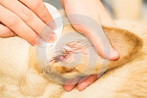 Dog`s ears cleaning photo