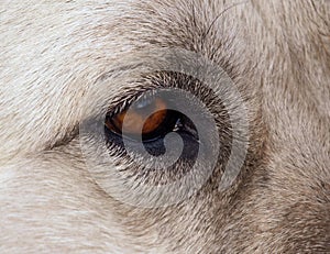 Dog`s eye as portrait detail