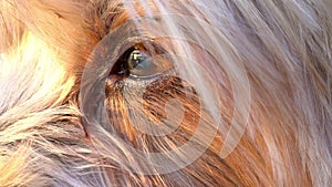 dog's eye macro detail Yorkshire Terrier