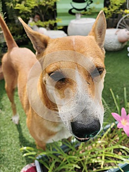 Dog's face reaching for the camera and saw a thin, blurry body malnourished dog