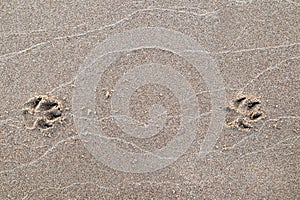 Dog`s foot print in the sand