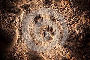 Dog's foot prints in sand