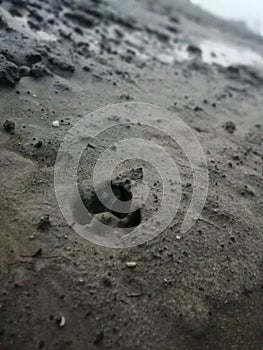 dog`s footprint, wetlands photo