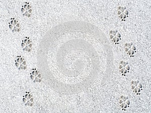 Dog`s footprints on the snow photo