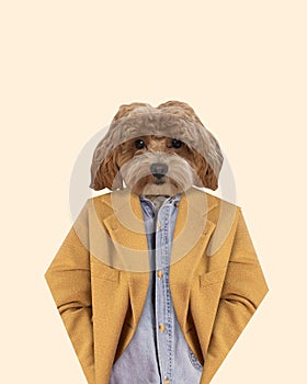 Dog& x27;s head, maltipoo in stylish retro yellow jacket over light background. Vintage style. Contemporary art collage. photo