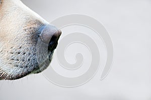 Dog`s nose