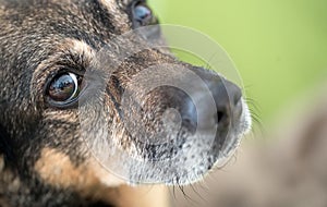 Dog`s nose and eye