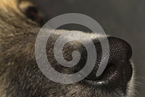 Dog`s nose macro