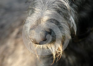 Dog`s Nose