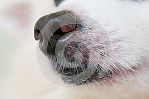 Dog`s nose and whiskers.