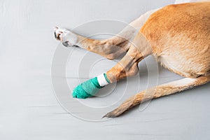 Dog`s paw in a bandage, close-up view. Wounded pets, trauma, hurt leg of a puppy, veterinary concepts