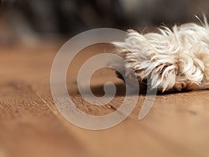 Dog`s paw with claws on wooden floor selective focus. The hind leg with nails. Pets grooming, treatments against insects