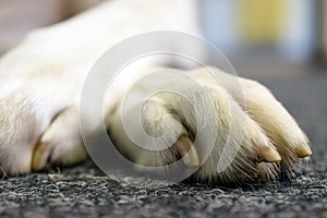 Dog`s paw close up