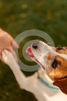 A dog`s paw and a human hand make a handshake. Friendly handshake between man and dog