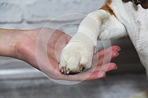 A dog`s paw in a man`s hand. Pet. Friendship