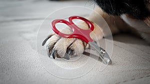 A dog's paw next to it lies scissors for claws