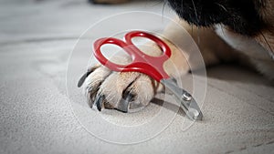A dog's paw next to it lies scissors for claws