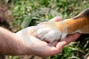 Dog paw is in the owner`s hand. True Friendship is forever. dog is man`s best friend