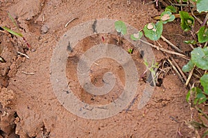 A dog's paw print imprinted on clay soil