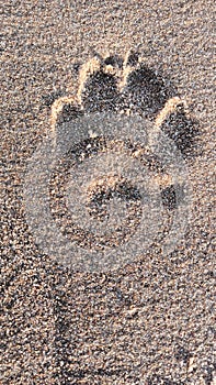 Dog's paw print left on the sand on the beach in Lisbon