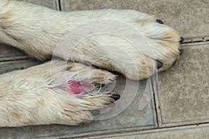 Dog`s paw with red swelling between the toes