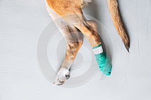 Dog`s paws in a bandage, close-up view. Wounded pets, trauma, hurt leg of a puppy, veterinary concepts