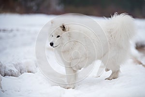 The dog's paws are cold. Samoyed white dog
