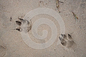 Dog`s paws trace on the sand