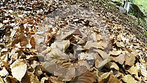 Dog's raving about in an enormous pile of leaves in the spring forest