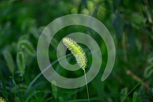 Dog's tail grass