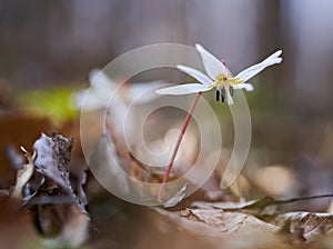 Dog\'s tooth flower in the forest