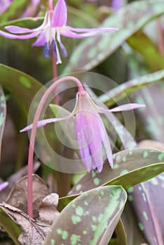 Dog`s-tooth-violet Erythronium dens-canis, budding pink flower