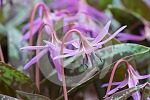 Dog`s-tooth-violet Erythronium dens-canis, nodding pink flower