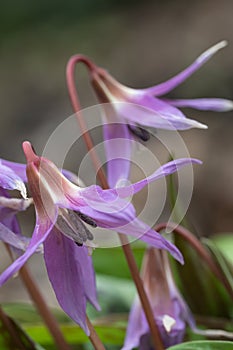 Dog`s-tooth-violet Erythronium dens-canis, nodding pink flowers in close-up