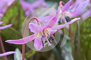 Dog`s-tooth-violet Erythronium dens-canis, pink flower in close-up