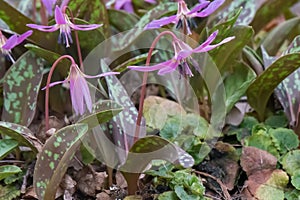 Dog`s-tooth-violet Erythronium dens-canis, pink flowering plants