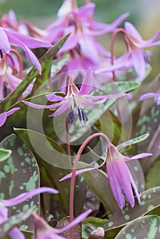 Dog`s-tooth-violet Erythronium dens-canis, with pink flowers